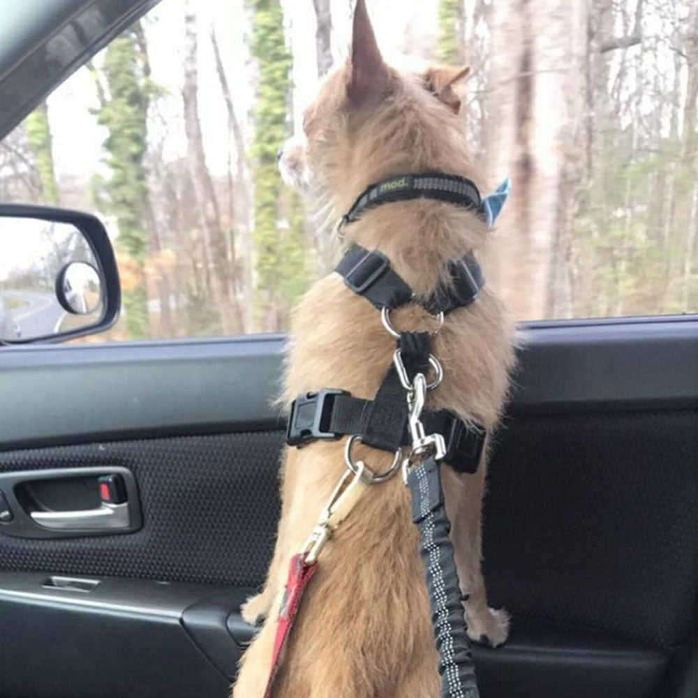 Laisse de sécurité élastique pour chien en voiture